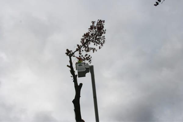 A-Fordable Tree Service