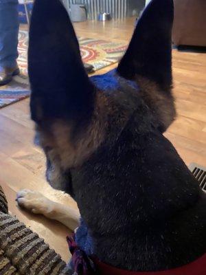 Shaved to the back of his head and stopped.