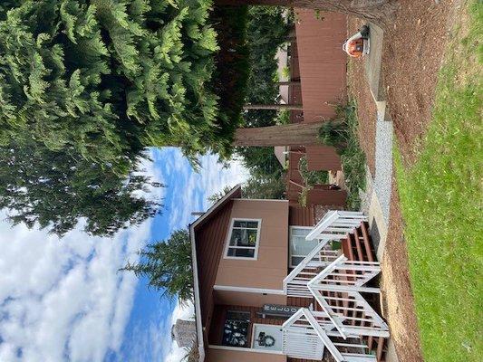 Infinity Tree Services