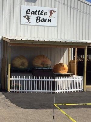 Giant Pumpkins at the Spencer Fair 2017