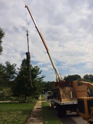 E-Z Tree Care and Removal Service