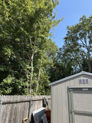 Three Brothers Tree Experts