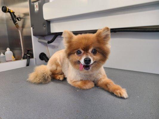 Dixie's Finest Mobile Grooming