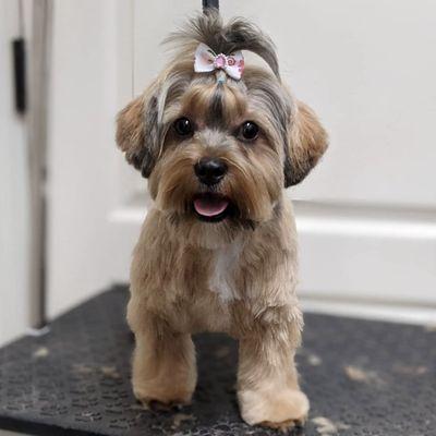 Allendale Pet Groomery