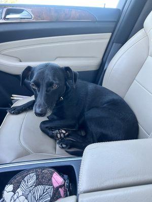 Low Cost Pet Vaccinations