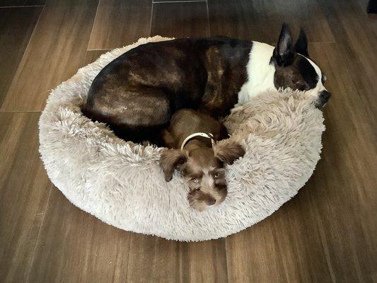 The Poop Squad Pet Waste Remove