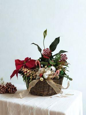 Poinsettia Dish Garden