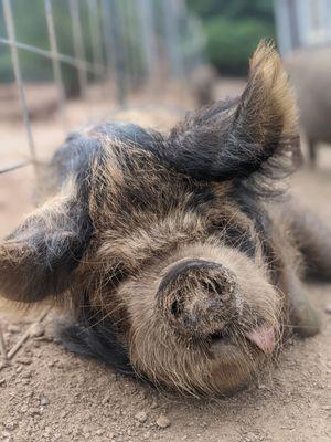 Outsiders Farm & Sanctuary