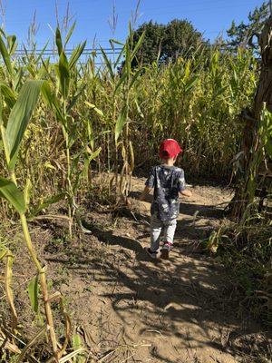 Corn Maze