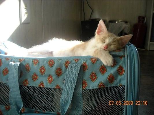 Animal Medical Center