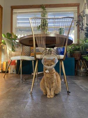 Lily with a cone