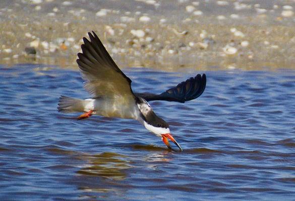 Fran Cornelius - Creative Nature Photographer