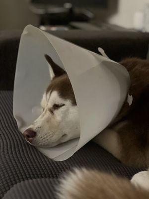 Alvarado Veterinary Clinic