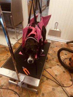 Hickory Springs Farm Kennels Ltd