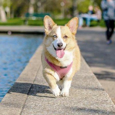 Pet Patrol Dog Walking & Pet Sitting