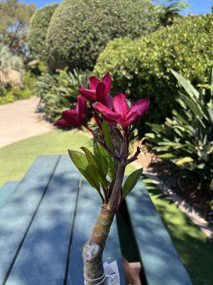 Hawaiian Plumeria Festival