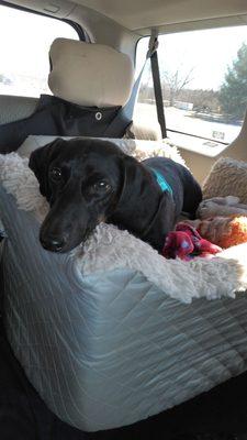 All American Dachshund Review