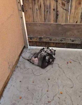 Laws of Nature Texas