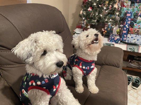 Lifetime Dog Training