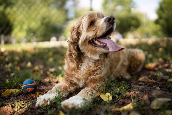 Silver Lake Park Dog Run