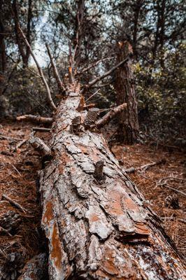 Dawson's Tree Service