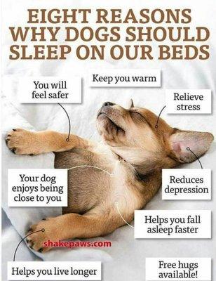 Schnauzer Snips Grooming and Boarding