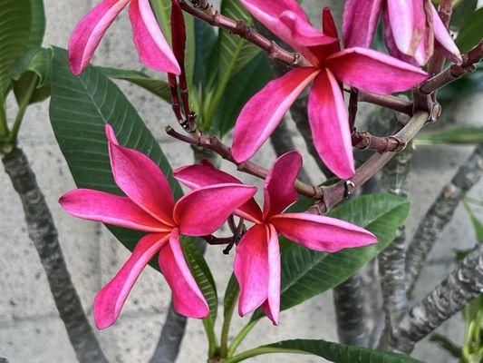 Plumeria