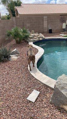 Trolling the new yard.