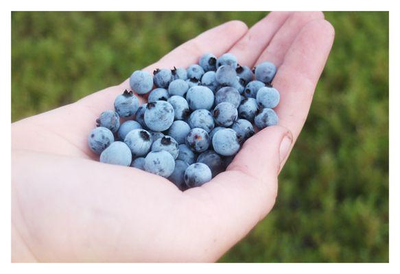 Continuous Harmony Farm