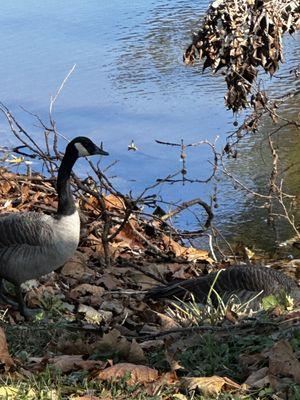 Lady Olivia At North Cliff Farm