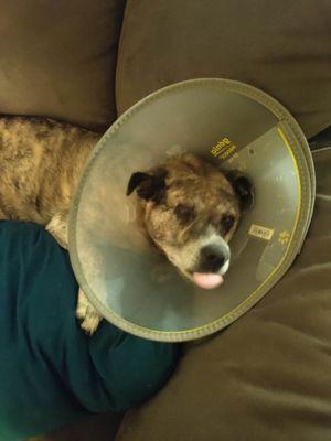 Sheep Draw Veterinary Hospital