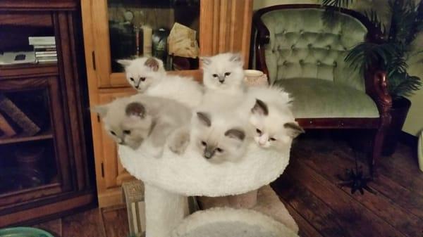 Ragdoll Kittens
