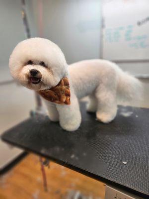 Frenchie the Bichon