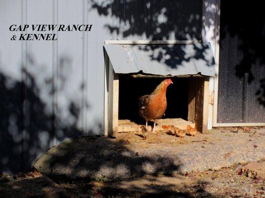 Gap View Ranch and Kennel