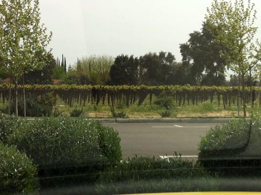 Gallo E & J Maze Ranches