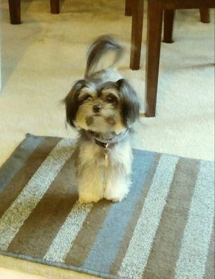 Bows and Bandanas Pet Salon