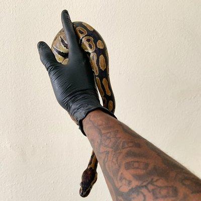 Mal’s Claws And Paws