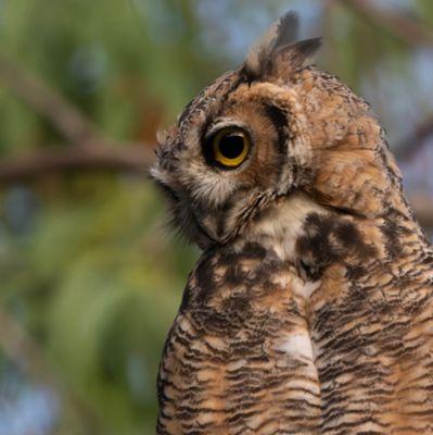 Great Horned Owl