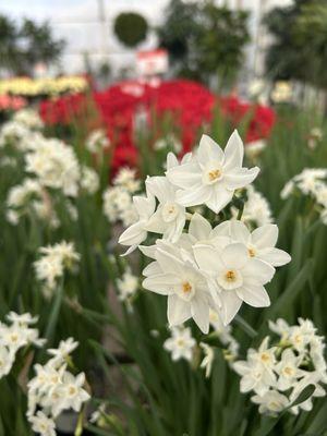 Family Tree Nursery greenhouse