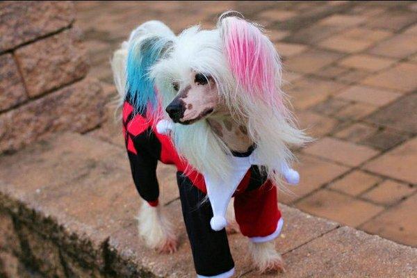 K-Nine Designs at Doggie Styles