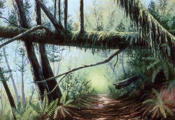 Loeb Park - on the redwood trail in Loeb Park, Brookings, Oregon