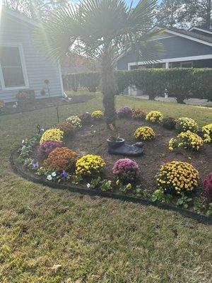 Mums and panzies and palm trees
