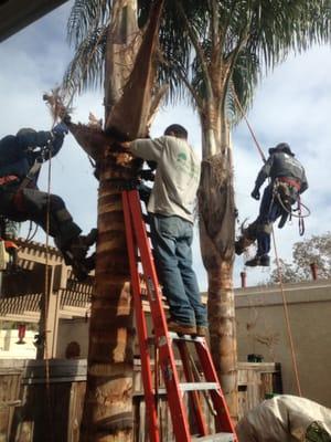 Artistry Tree Service