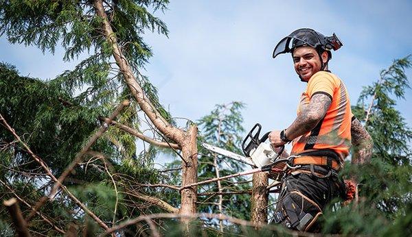 Tree Trimmers Fort Worth