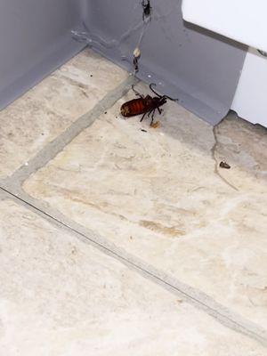 Roach and a spider