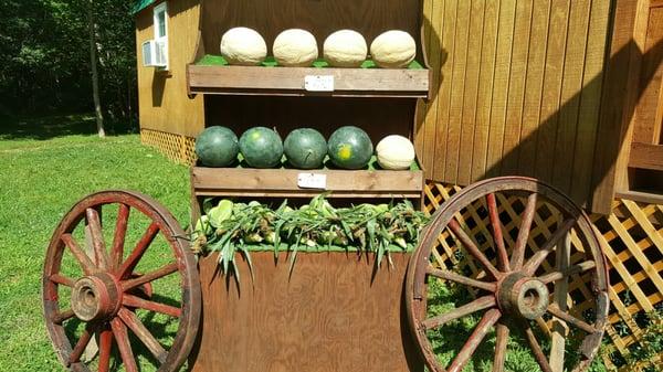 Cedar Lane Farm Tack