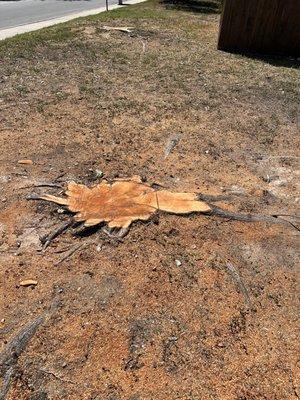 Gladiator Tree Experts & Landscaping