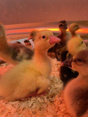 Russell Feed & Supply