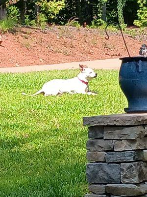 Local Kid Landscaping