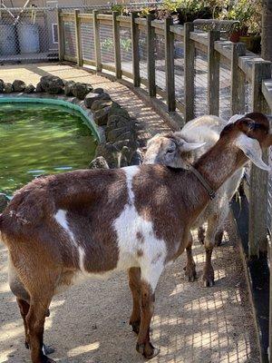 Laguna Honda Hospital & Rehabilitation Center